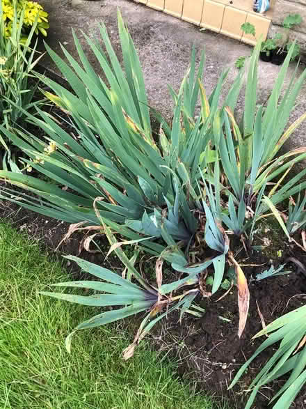 Photo of free Flag Iris roots for gardeners (HG4) #2