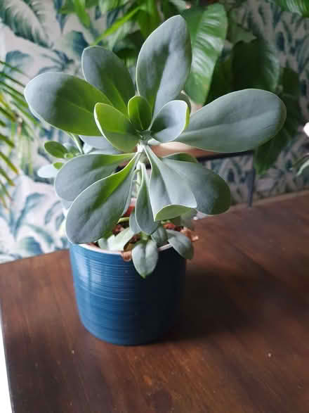 Photo of free Houseplants (succulents) (Aldershot GU12) #1