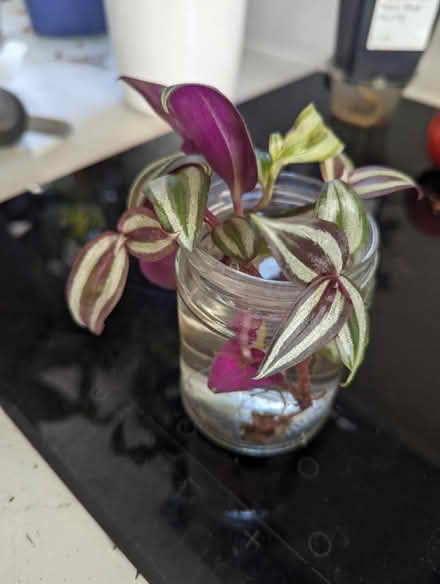 Photo of free Tradescantia zebrina plants (Golders green NW11) #2