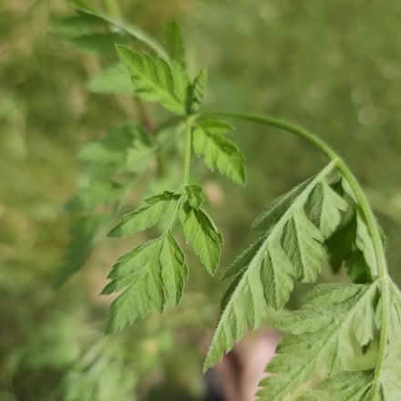 Photo of free Hedge Parsley (Labagh Woods Grove #1) #2