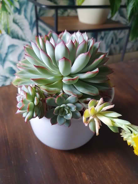 Photo of free Houseplants (succulents) (Aldershot GU12) #4