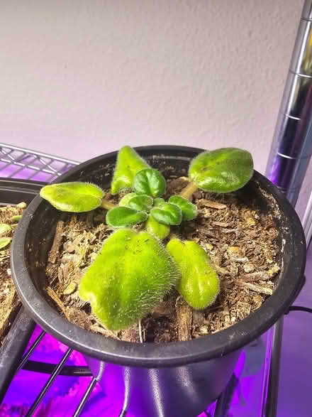 Photo of free Plant propogations/cuttings (licton springs) #2