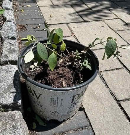 Photo of free Shrub butterfly bush (Near Union Square) #2