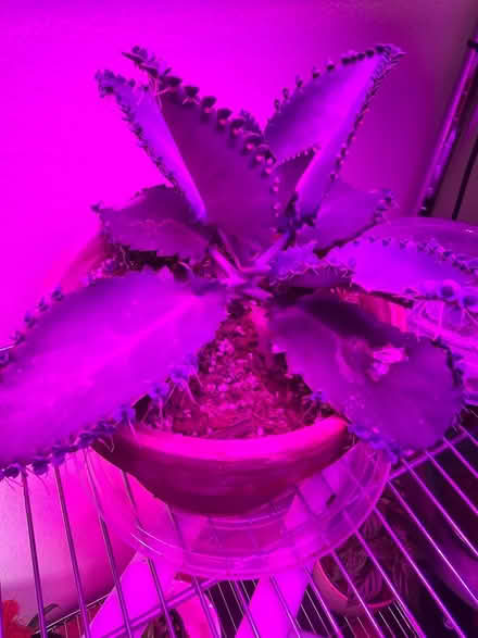 Photo of free Plant propogations/cuttings (licton springs) #3