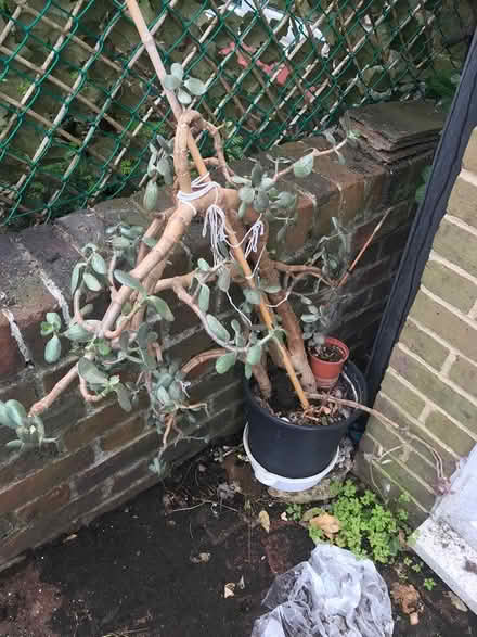 Photo of free Indoor plant (Selsdon) #1