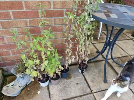 Photo of free Catnip plants (Steventon OX13) #1