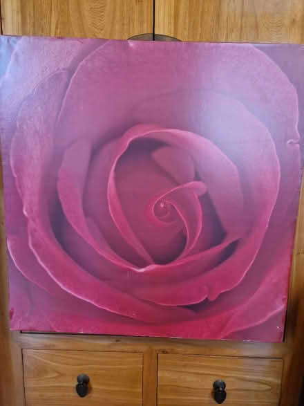 Photo of free Red Rose Print Oofered (GU12) #1