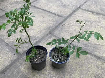 Photo of free Pink rambling rose (small plant x 2) (Horsell GU21) #1
