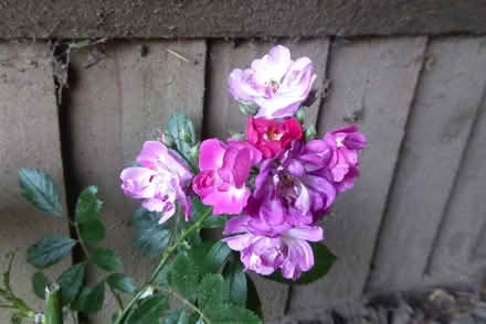 Photo of free Pink rambling rose (small plant x 2) (Horsell GU21) #2