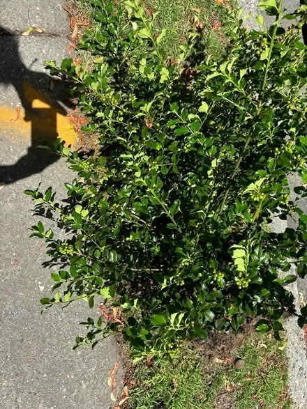 Photo of free Live healthy Holly and Azaelas (Newton Upper Falls) #1
