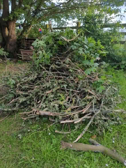 Photo of free Big pile of sticks and branches (Wix CO11) #1