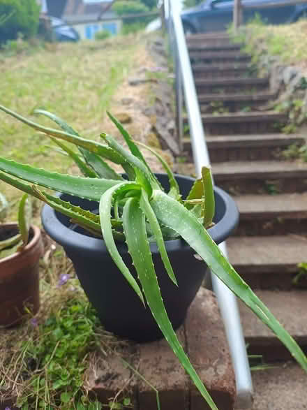 Photo of free 2 medium sized aloe Vera plants (TQ14) #1