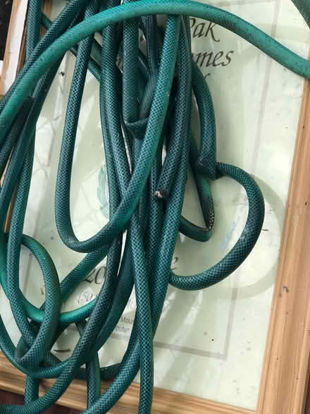 Photo of free Allotment hose x lino (Selsdon) #2