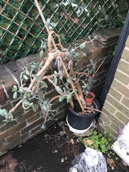 Photo of free Indoor plant (Selsdon) #2