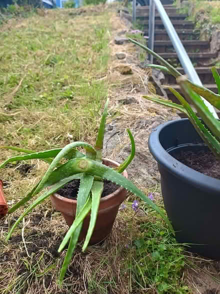 Photo of free 2 medium sized aloe Vera plants (TQ14) #2
