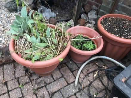 Photo of free Lots of big flower pots (Selsdon) #2