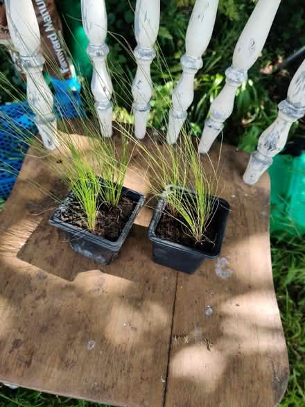 Photo of free Mexican feather grass plants (Cheddington, LU7) #1