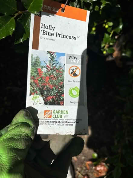 Photo of free Live healthy Holly and Azaelas (Newton Upper Falls) #2