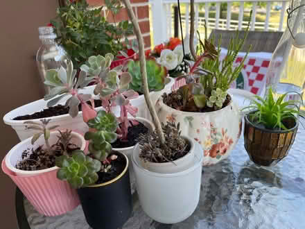 Photo of free Succulents (Gilbertsville, PA) #1