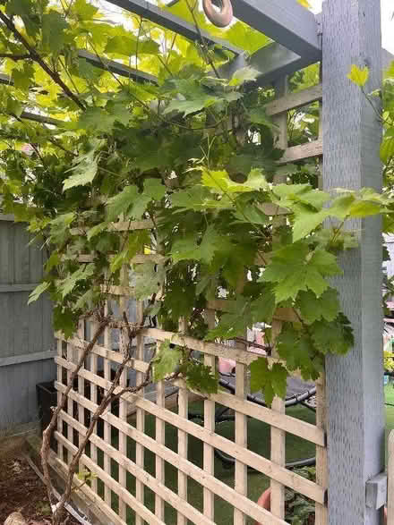 Photo of free Vine leaves but the bucket load (Swanley BR8) #4