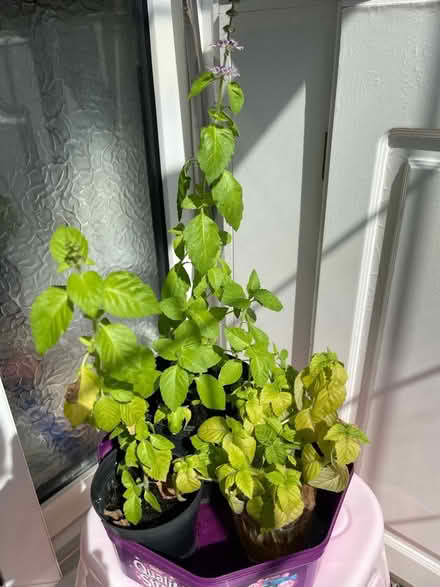 Photo of free Tulsi (Holly Basil) (B27, Acocks Green.B27) #1