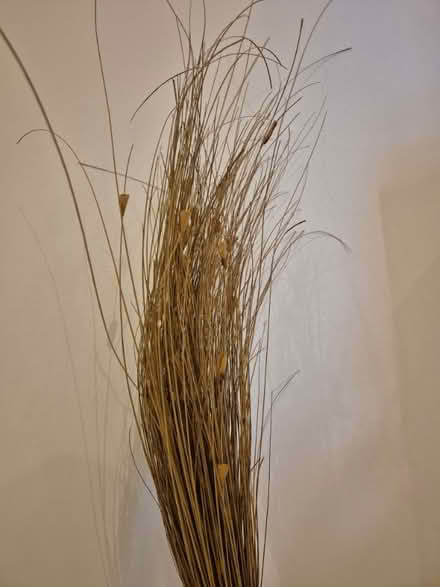 Photo of free Reeds to go in vase (Condicote GL54) #2