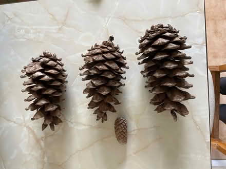 Photo of free Pinecones (Haywards Heath RH16) #1