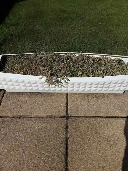 Photo of free Long plant pot (Heswall wirrsl) #1