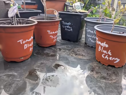 Photo of free Tomato seedlings in need of tlc (Highters Heath B14) #2
