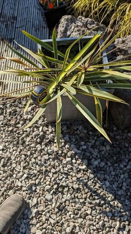 Photo of free Yucca plant (Bare) #1