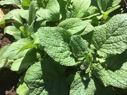 Photo of free Borage plants (Westbury on Trym BS9) #1