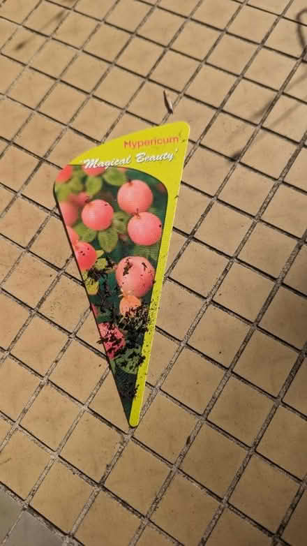 Photo of free Hypericum plant (Willesden Green) #2