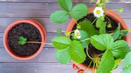 Photo of strawberry runners (didcot) #1
