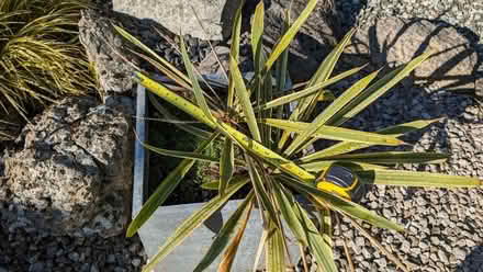Photo of free Yucca plant (Bare) #3