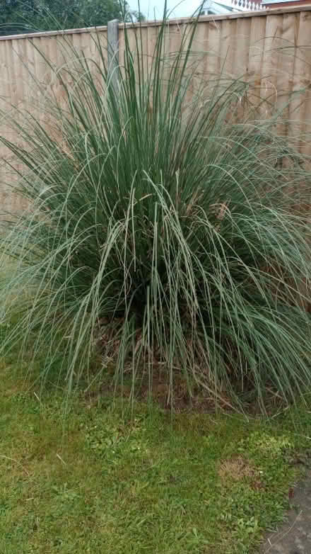 Photo of free Pampas grass - large clump (Innsworth GL3) #3