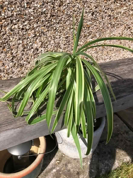 Photo of free Spider Plant (Radstock) #1