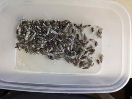 Photo of free Small turret snail shells - craft? (Cheltenham GL51) #1