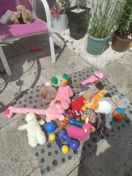 Photo of free Dog toys (G43) #2