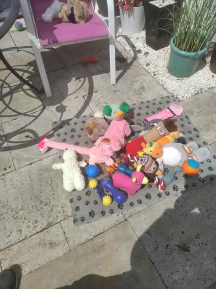 Photo of free Dog toys (G43) #1
