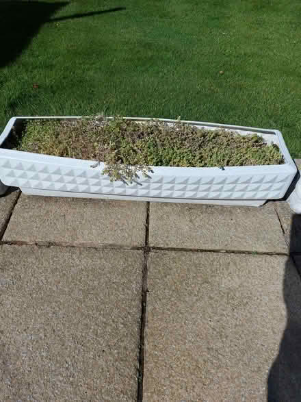 Photo of free Plant zpot (Heswall wirrsl) #1