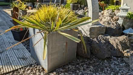 Photo of free Yucca plant (Bare) #4