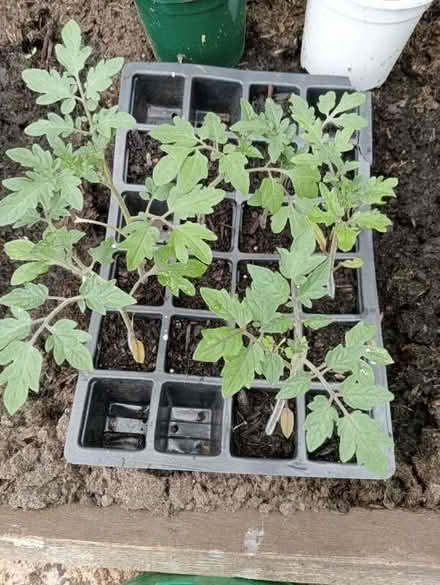Photo of free 5 Tomato plants. (Dovecote BS37) #1