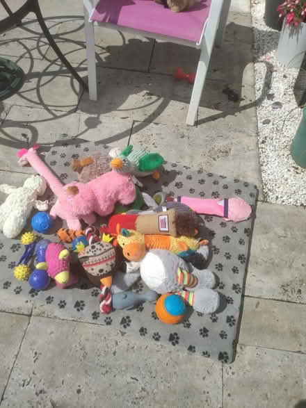 Photo of free Dog toys (G43) #4