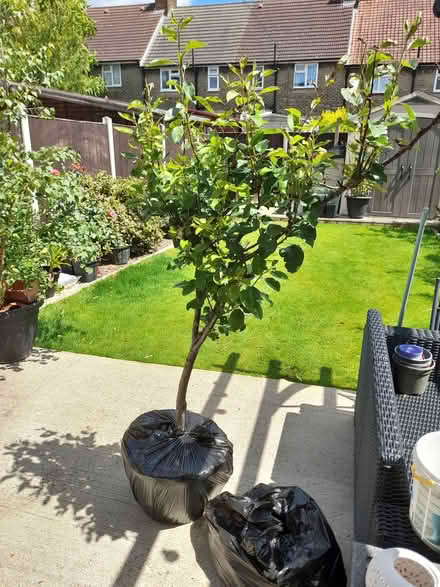 Photo of free Pear tree (Dagenham RM8) #1
