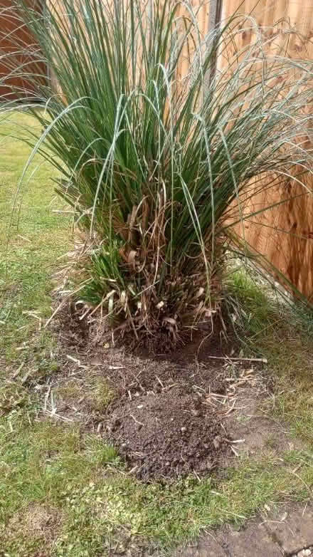 Photo of free Pampas grass - large clump (Innsworth GL3) #2