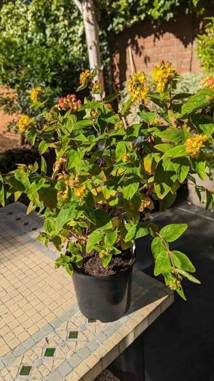 Photo of free Hypericum plant (Willesden Green) #1