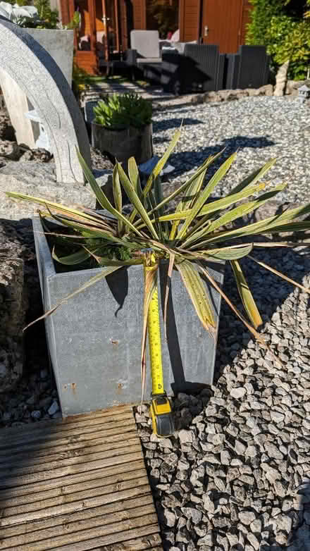 Photo of free Yucca plant (Bare) #2