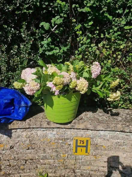 Photo of free Cut hydrangeas (Upper Weston) #1