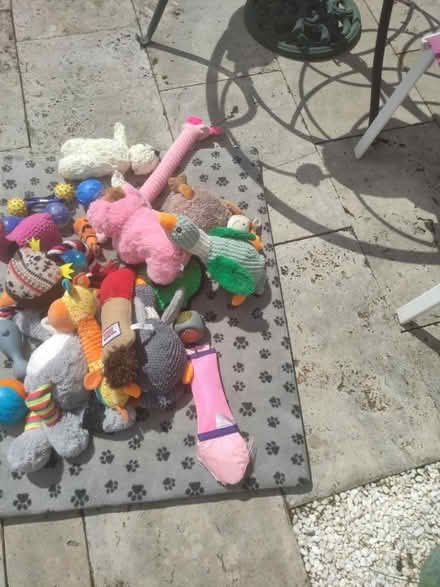 Photo of free Dog toys (G43) #3