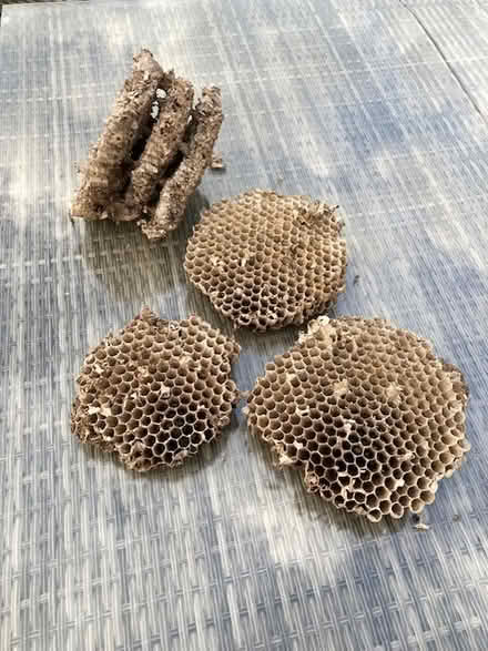 Photo of free Hornet nest layers (CM9 Langford) #1